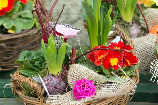 Flowers — Stock Photo, Image