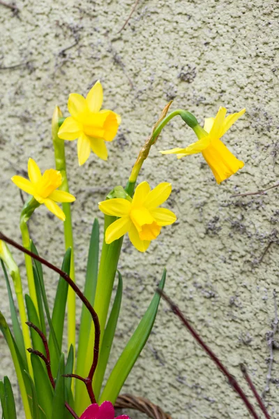 Narcissen — Stockfoto