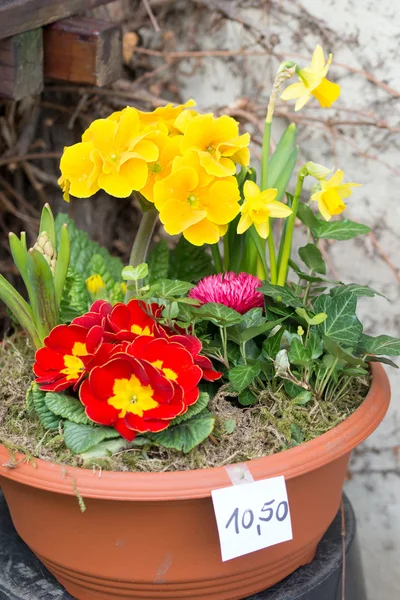 Flores — Foto de Stock