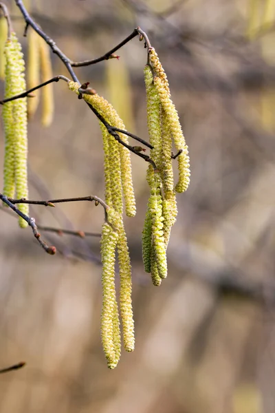 Populier — Stockfoto