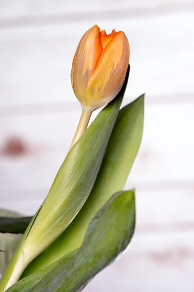 Tulpe — Stockfoto