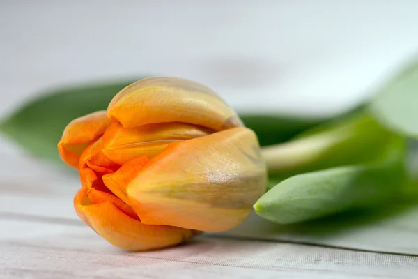 Tulip — Stock Photo, Image