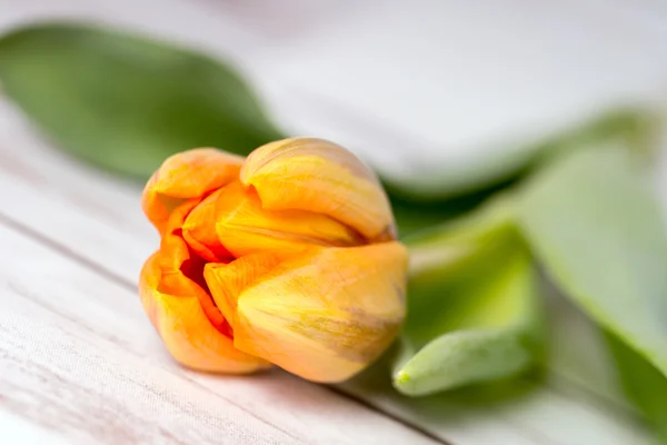 Tulip — Stock Photo, Image