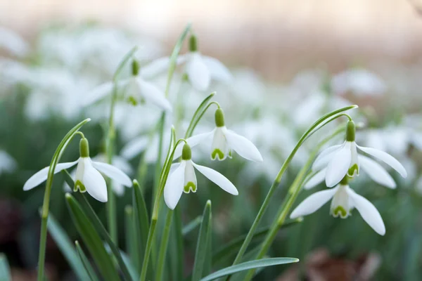 Sneeuwklokjes — Stockfoto