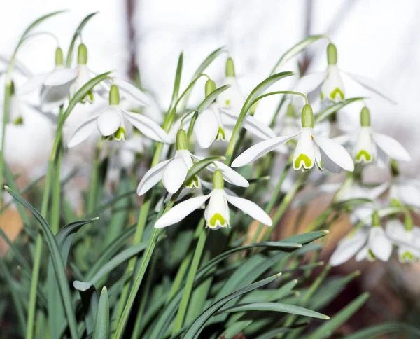 Sneeuwklokjes — Stockfoto