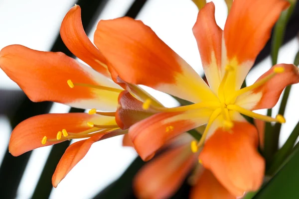 Clivia — Stock Photo, Image