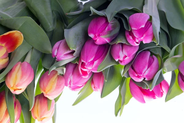 Tulips — Stock Photo, Image