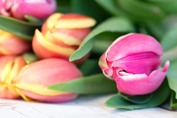 Tulpen — Stockfoto