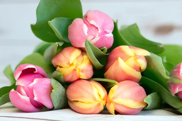 Tulips — Stock Photo, Image