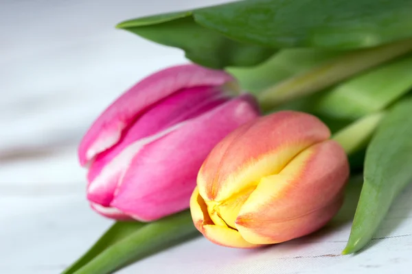 Tulipani — Foto Stock