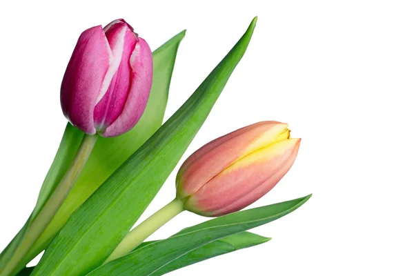 Tulipani — Foto Stock