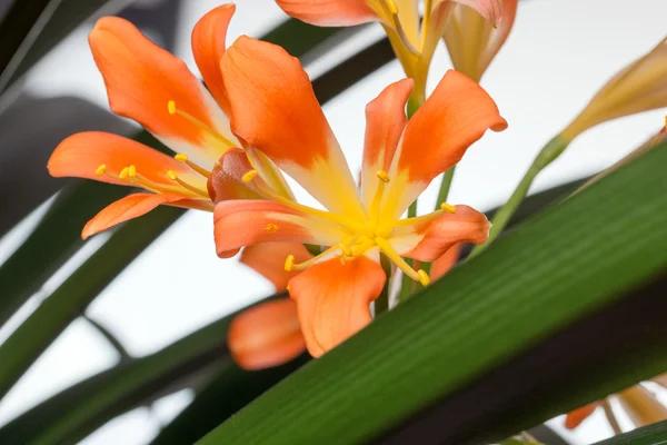 Clivia — Stock fotografie