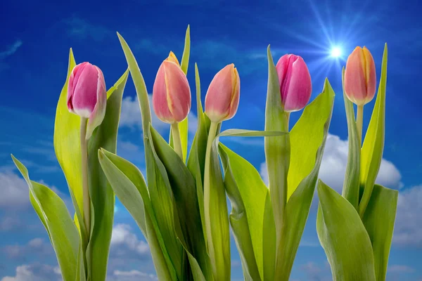 Tulips — Stock Photo, Image