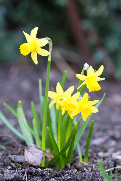 Narcissen — Stockfoto