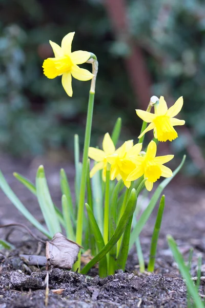 Narcisy — Stock fotografie