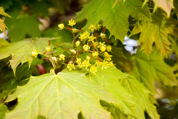 Maple Tree — Stock Photo, Image