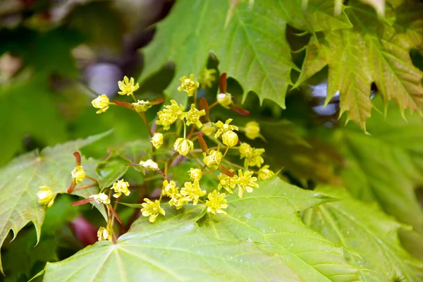 Maple Tree — Stock Photo, Image