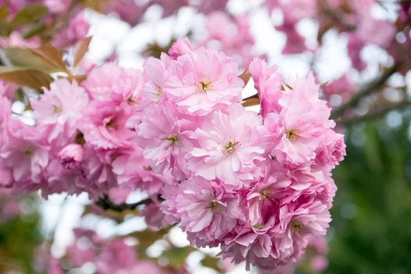 Almond tree — Stock Photo, Image