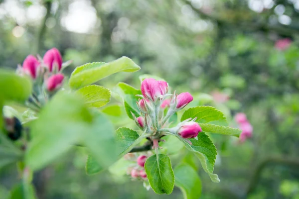 Appelboom — Stockfoto