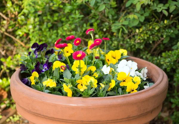 Pansies — Stock Photo, Image