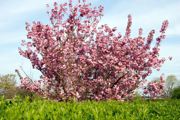 Almond tree — Stock Photo, Image