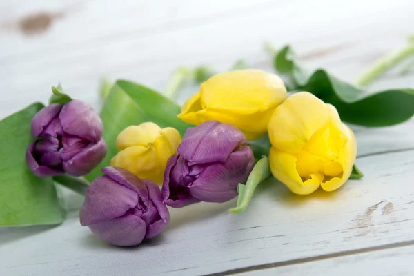 Tulips — Stock Photo, Image