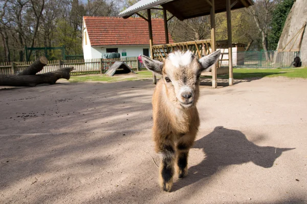 Geitje — Stockfoto