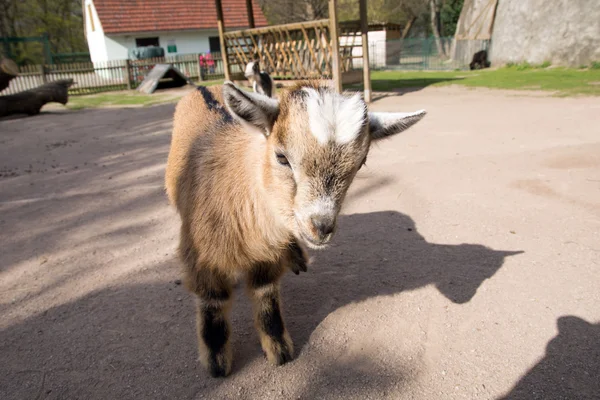 Маленькая коза — стоковое фото