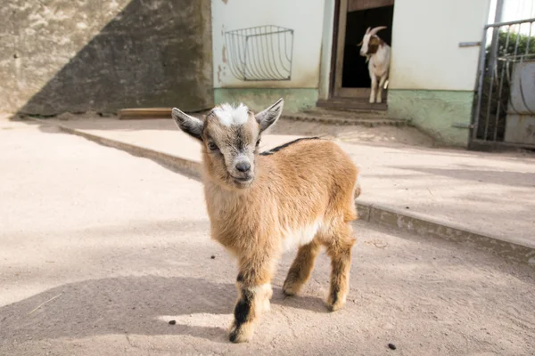 Pequeña cabra — Foto de Stock