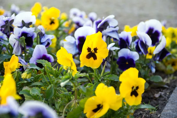 Pansies. — Fotografia de Stock