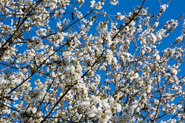 Fiori di ciliegio — Foto Stock