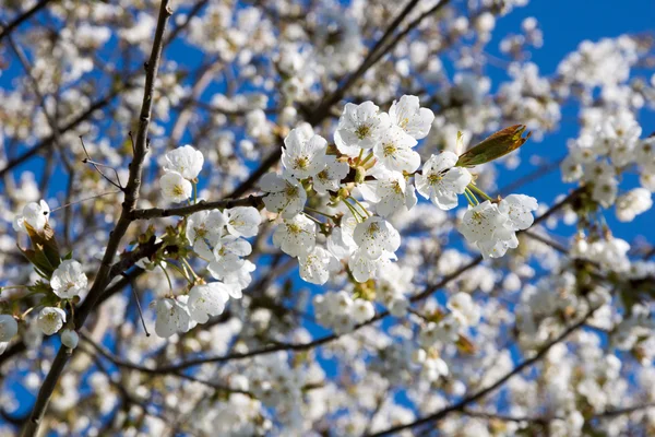 Fiori di ciliegio — Foto Stock