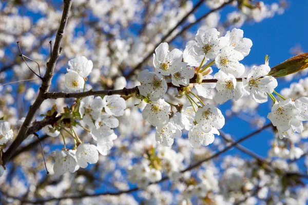 Flores de cerezo — Foto de Stock