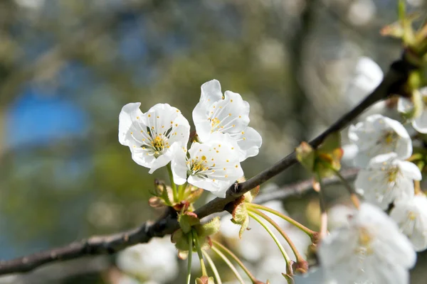 Flores de cerezo — Foto de Stock