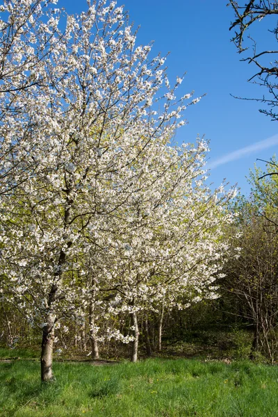 Flores de cerezo — Foto de Stock