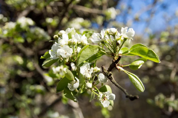 Kersenbloesems — Stockfoto