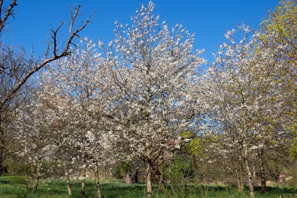 Cherry blossoms — Stock Photo, Image