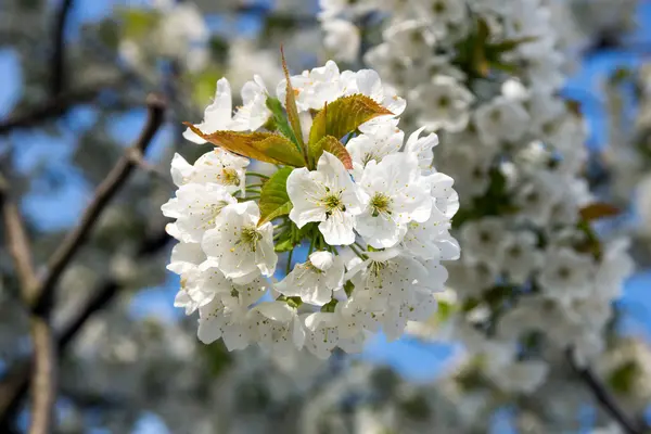 Fiori di ciliegio — Foto Stock