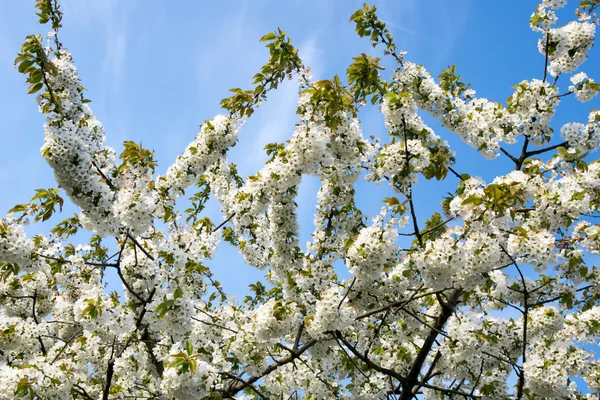 Fiori di ciliegio — Foto Stock