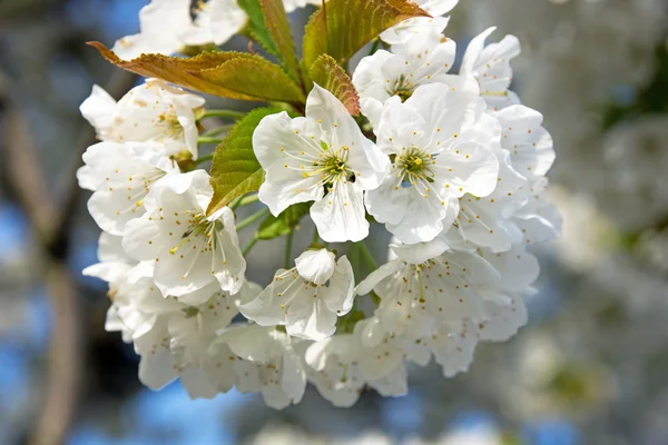 Cherry blossoms — Stock Photo, Image