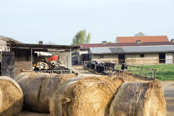 Vacas — Foto de Stock