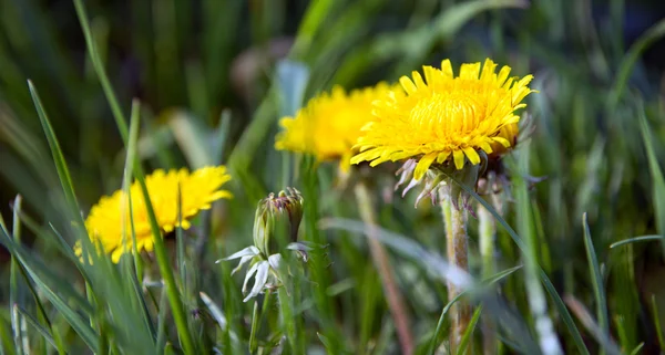 Dandelion — Stock Photo, Image