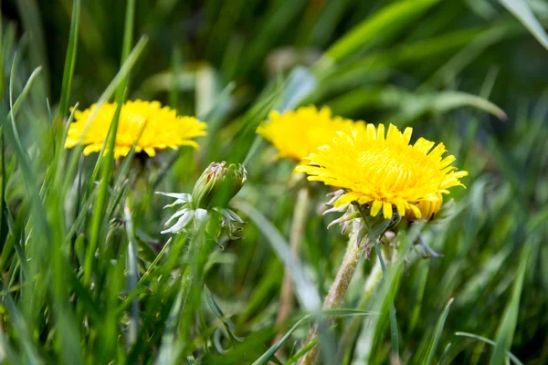 Dandelion — Stock Photo, Image