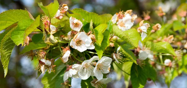 Kersenbloesems — Stockfoto