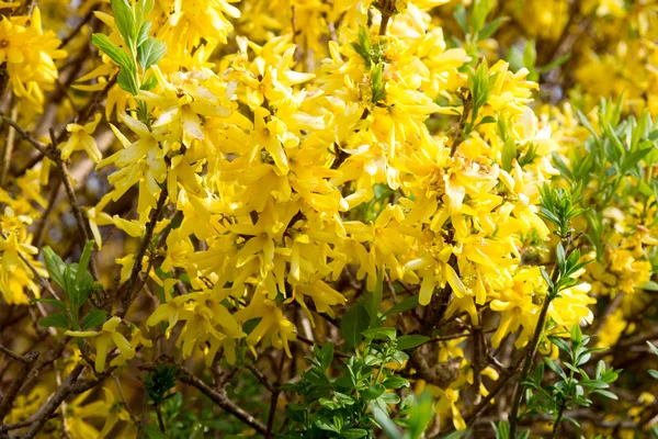 Forsythia — Stock fotografie