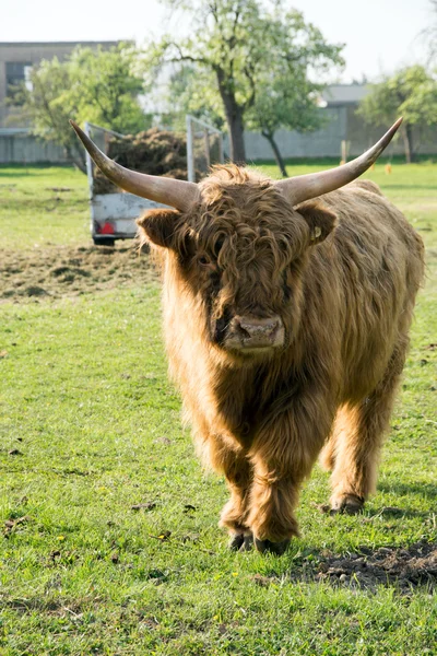 Vaca das terras altas — Fotografia de Stock