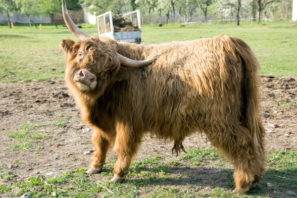 Highland kráva — Stock fotografie