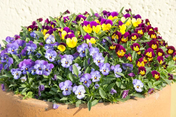 Horn violets — Stock Photo, Image