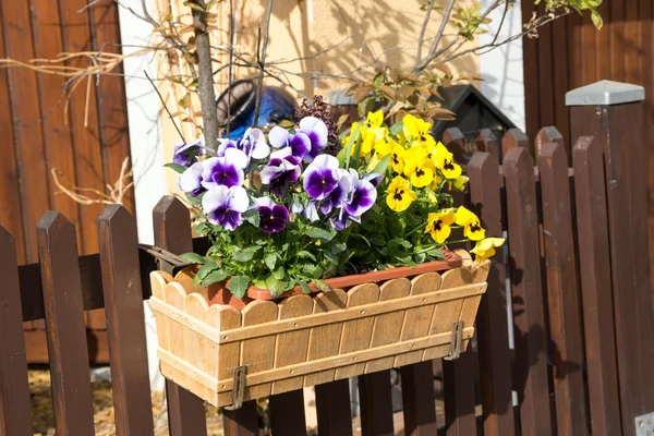 Pansies. — Fotografia de Stock