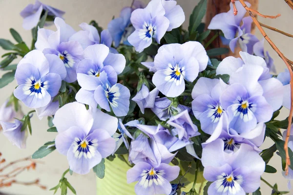 Horn violets — Stock Photo, Image